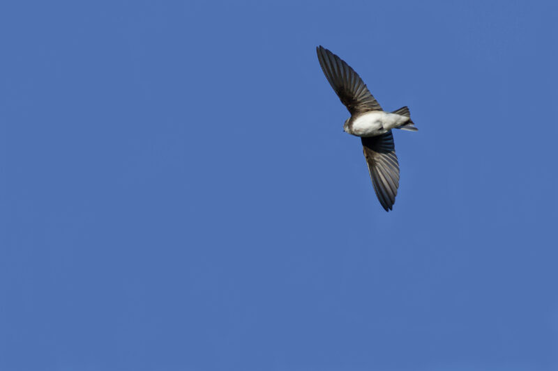 Hirondelle de rivage